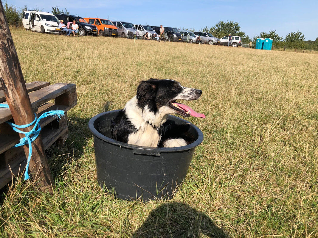 Border Collie verkoelt zich in een kuip tijdens een wedstrijd
