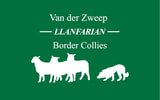 LLanfarian Border Collies