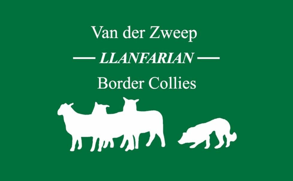 LLanfarian Border Collie Events