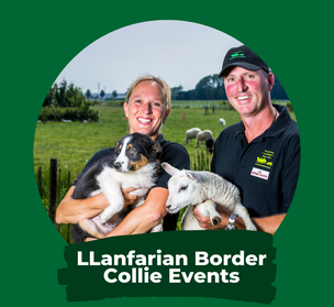 LLanfarian Border Collie Events 